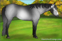 Horse Color:Gray Black 