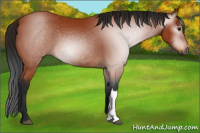 Horse Color:Gray Bay 