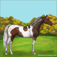 Horse Color:Silver Brown Tobiano Rabicano 