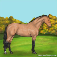 Horse Color:Bay Roan 