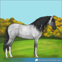 Horse Color:Blue Roan 