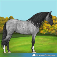 Horse Color:Blue Roan 
