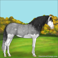Horse Color:Blue Roan Splash Rabicano 