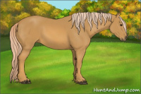 Horse Color:Palomino 