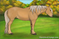 Horse Color:Palomino 