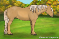 Horse Color:Palomino 