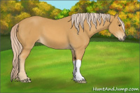Horse Color:Palomino 