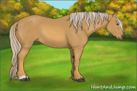 Horse Color:Palomino Sabino Rabicano 