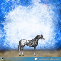 Horse Color:Black Sabino Appaloosa Rabicano