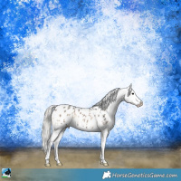 Horse Color:Silver Blue Onyx Sabino Appaloosa Rabicano