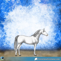 Horse Color:Black Sabino Near Fewspot Rabicano