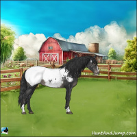 Horse Color:Black Sabino Snowcap Rabicano