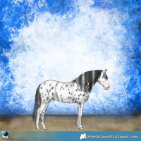 Horse Color:Black Sabino Appaloosa Rabicano