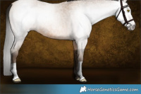 Horse Color:Gray Amber Champagne Roan 