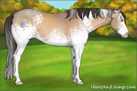 Horse Color:White Spotted Amber Champagne Splash