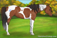 Horse Color:Brown Tobiano 