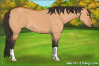 Horse Color:Bay Dun