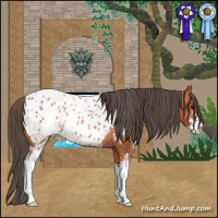 Horse Color:Bay Sabino Appaloosa