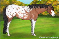 Horse Color:Bay Roan Sabino Appaloosa 