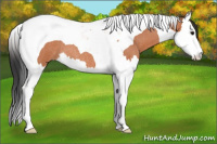 Horse Color:Bay Roan Splash Tobiano 