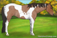 Horse Color:Bay Roan Tobiano 