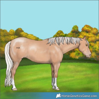 Horse Color:Silver Amber Champagne 