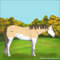 Horse Color:Amber Cream Champagne Splash 