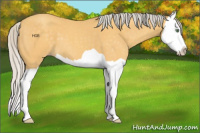 Horse Color:Silver Amber Cream Champagne Splash 