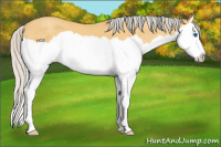 Horse Color:Silver Amber Cream Champagne Splash 