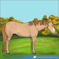 Horse Color:Red Dun Splash 