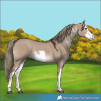 Horse Color:White Spotted Liver Red Dun Rabicano 