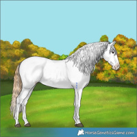 Horse Color:Buckskin Dun Appaloosa 