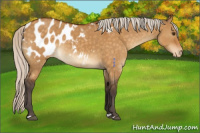 Horse Color:Silver Buckskin Dun Appaloosa 