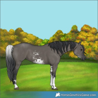 Horse Color:White Spotted Grullo 