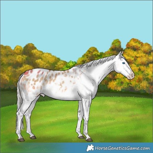 Horse Color:Silver Buckskin Dun Splash Appaloosa 