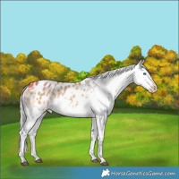 Horse Color:Silver Buckskin Dun Splash Appaloosa