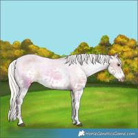Horse Color:Silver Brown Splash Appaloosa 