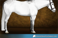 Horse Color:Gray White Spotted Liver Chestnut Rabicano 
