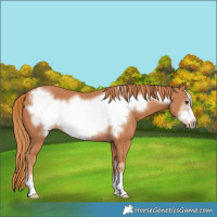 Horse Color:Chestnut Frame 