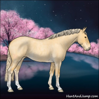 Horse Color:Palomino Roan Dun 