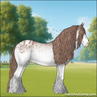Horse Color:White Spotted Chestnut Blanket 