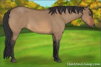 Horse Color:Bay Roan Dun 