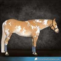 Horse Color:White Spotted Palomino 