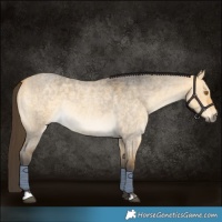 Horse Color:Buckskin Roan Dun 
