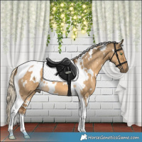 Horse Color:White Spotted Chocolate Palomino Dun Tobiano 