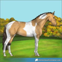 Horse Color:Buckskin Tobiano 