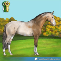 Horse Color:Buckskin 