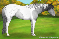 Horse Color:Black Tobiano Appaloosa