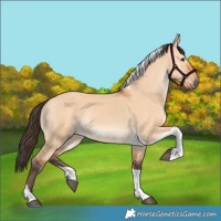 Horse Color:Bay Dun Tobiano Rabicano 