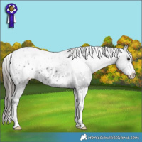 Horse Color:White Spotted Black Appaloosa 